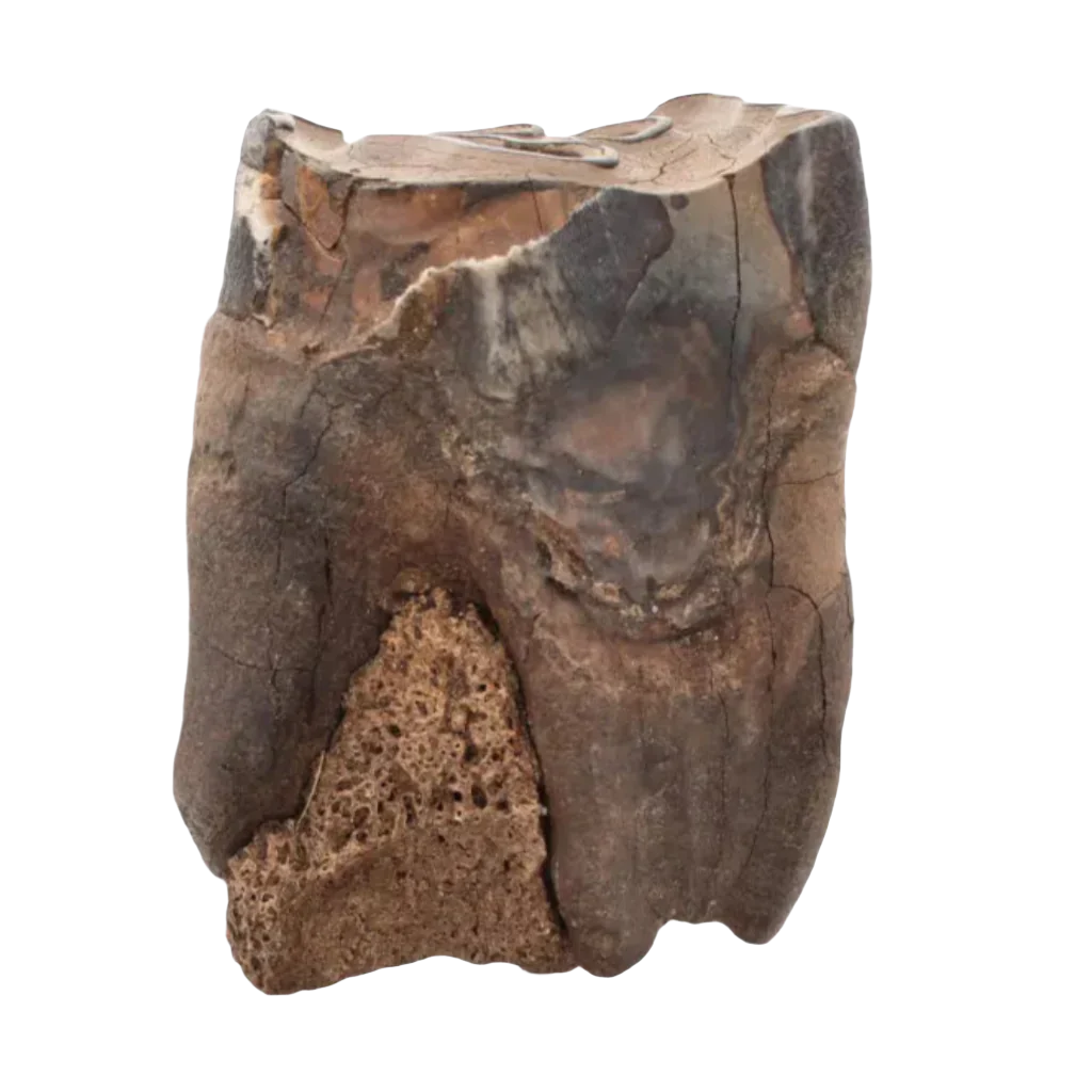 Buy your Woolly Rhino Tooth: Ancient "Smiley Face" Treasure online now or in store at Forever Gems in Franschhoek, South Africa