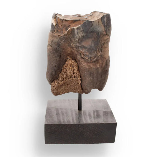 Buy your Woolly Rhino Tooth: Ancient "Smiley Face" Treasure online now or in store at Forever Gems in Franschhoek, South Africa