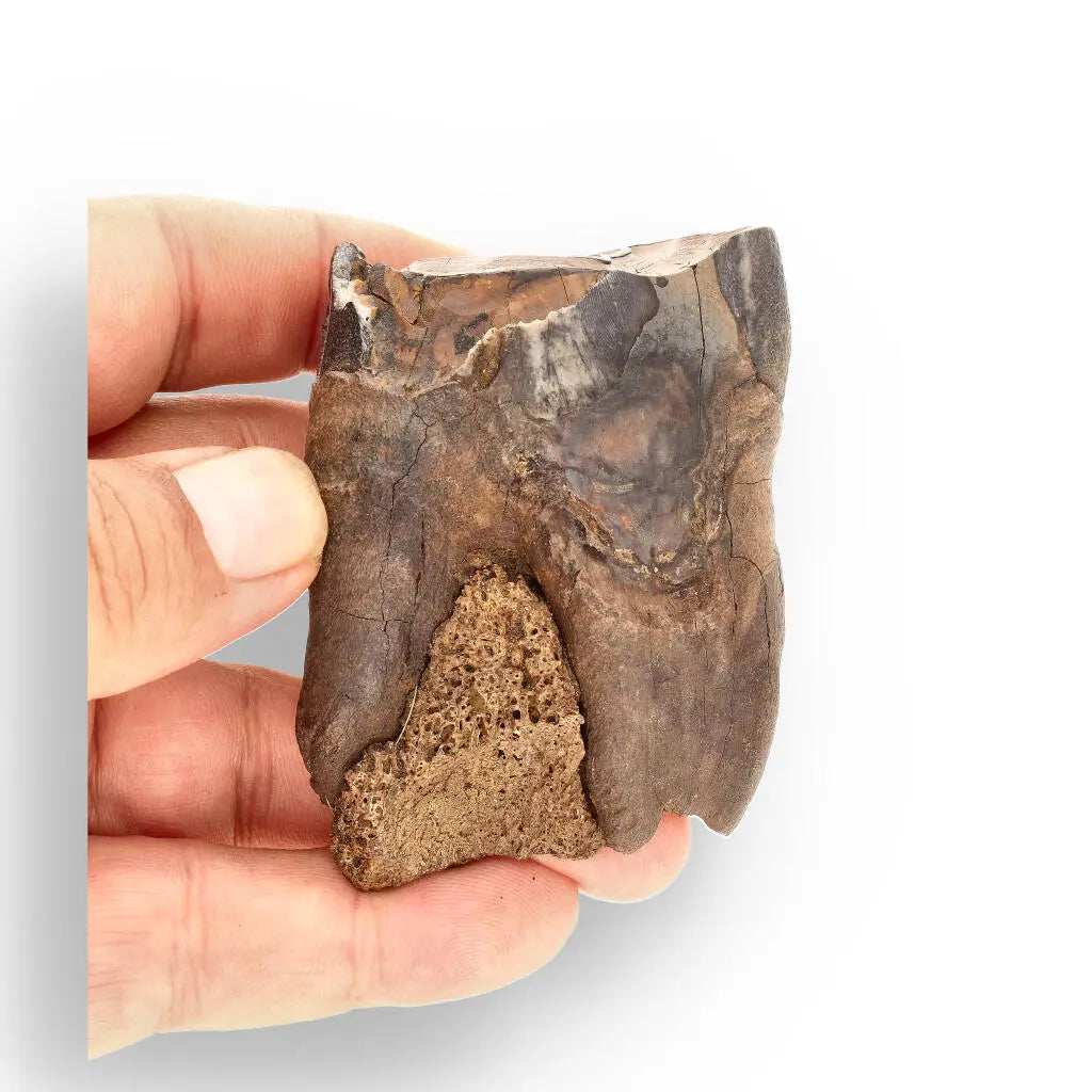 Buy your Woolly Rhino Tooth: Ancient "Smiley Face" Treasure online now or in store at Forever Gems in Franschhoek, South Africa