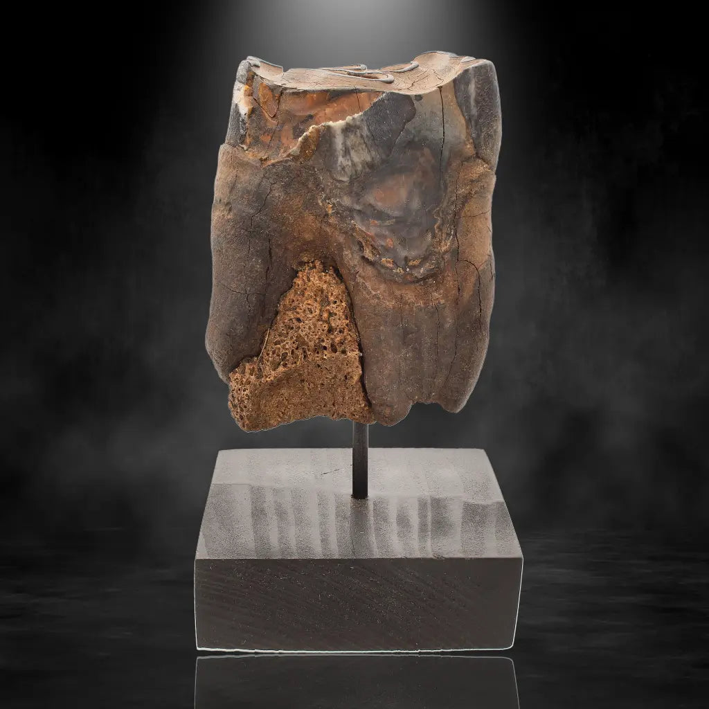 Buy your Woolly Rhino Tooth: Ancient "Smiley Face" Treasure online now or in store at Forever Gems in Franschhoek, South Africa