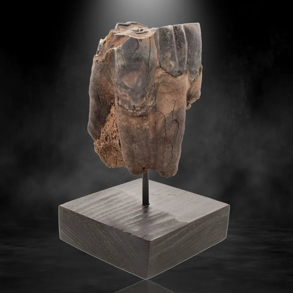 Buy your Woolly Rhino Tooth: Ancient "Smiley Face" Treasure online now or in store at Forever Gems in Franschhoek, South Africa