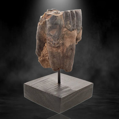 Buy your Woolly Rhino Tooth: Ancient "Smiley Face" Treasure online now or in store at Forever Gems in Franschhoek, South Africa