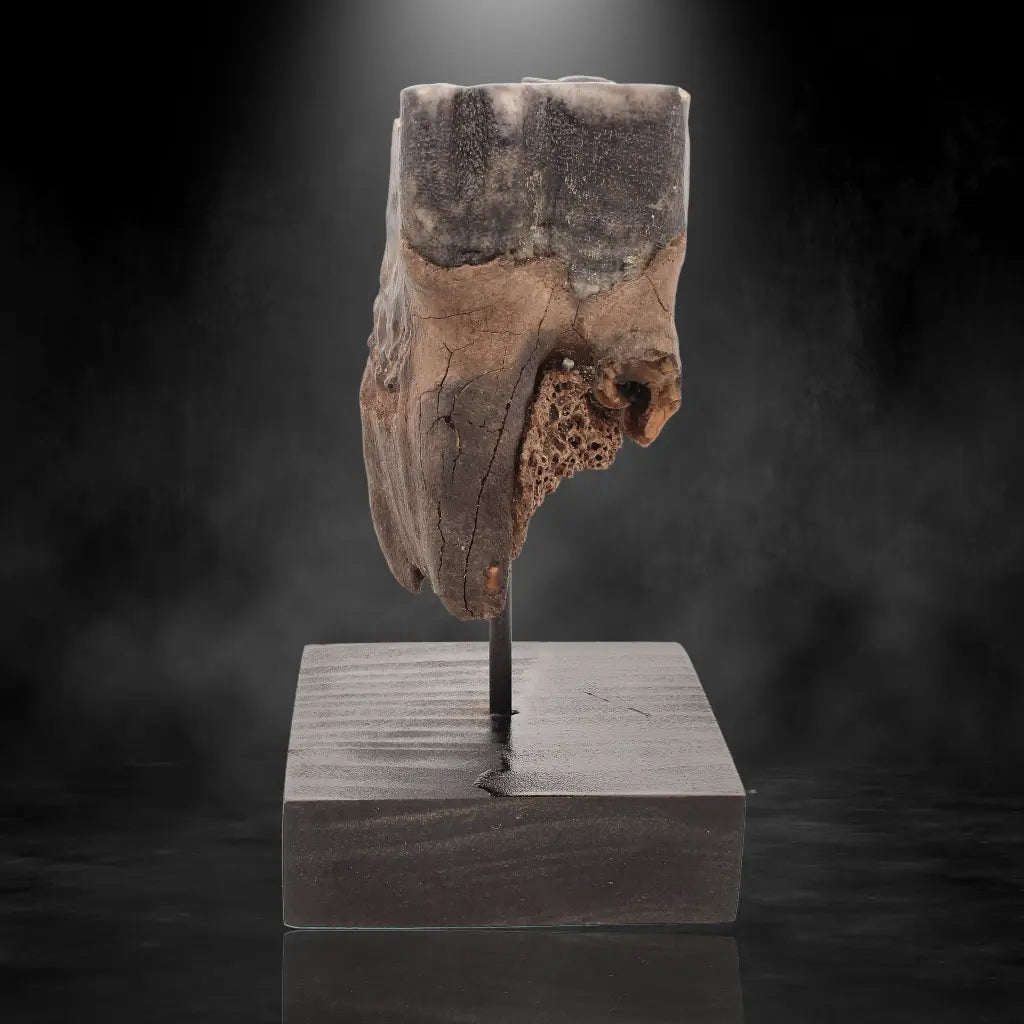 Buy your Woolly Rhino Tooth: Ancient "Smiley Face" Treasure online now or in store at Forever Gems in Franschhoek, South Africa