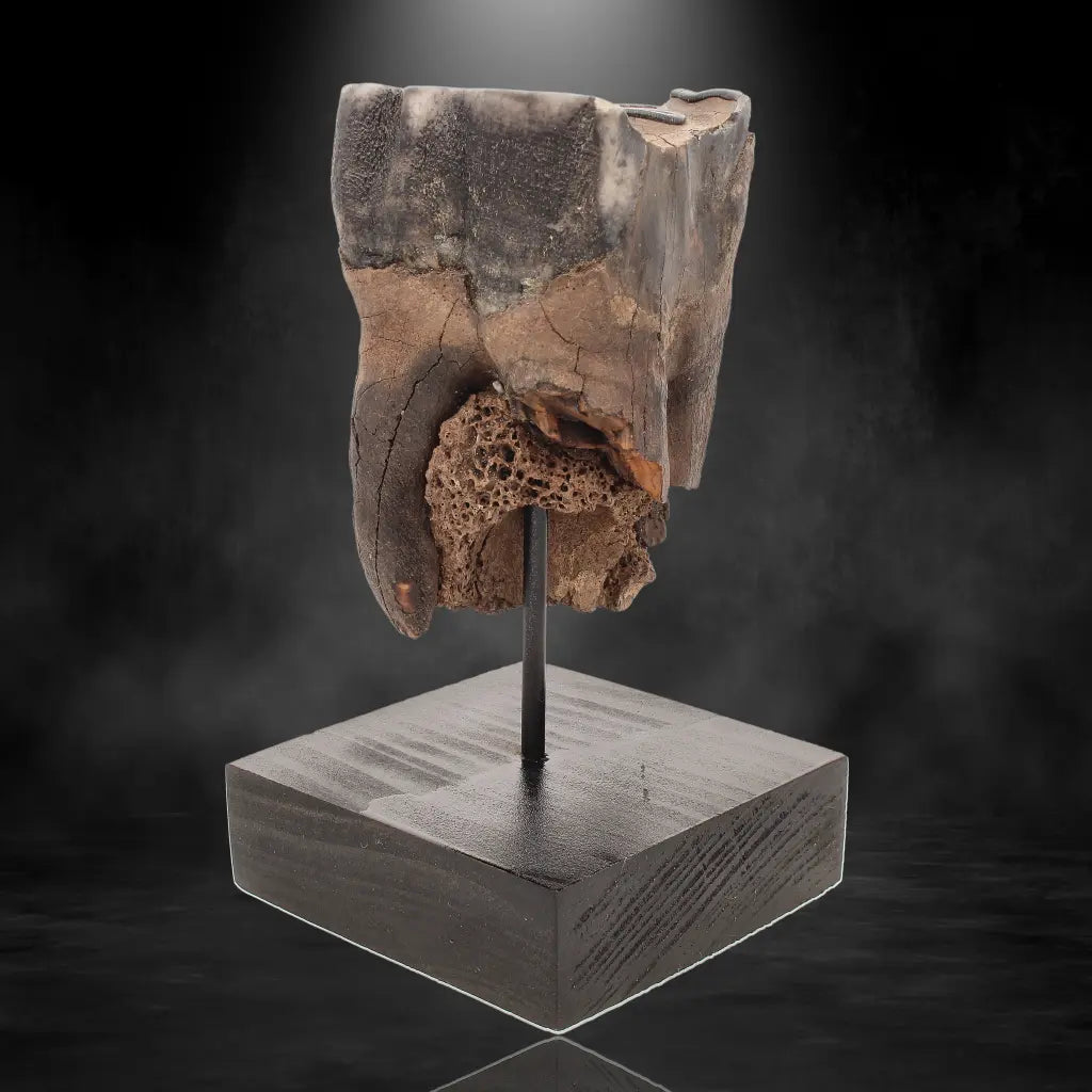 Buy your Woolly Rhino Tooth: Ancient "Smiley Face" Treasure online now or in store at Forever Gems in Franschhoek, South Africa