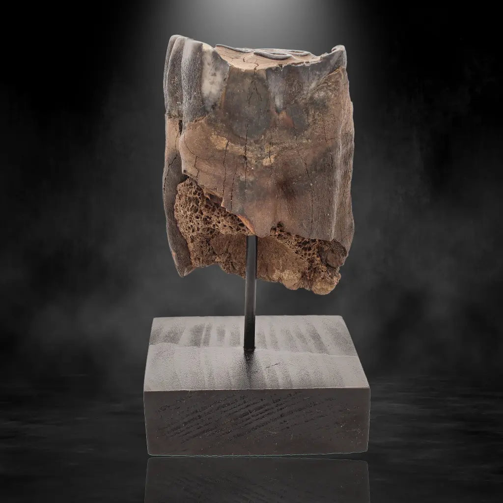 Buy your Woolly Rhino Tooth: Ancient "Smiley Face" Treasure online now or in store at Forever Gems in Franschhoek, South Africa