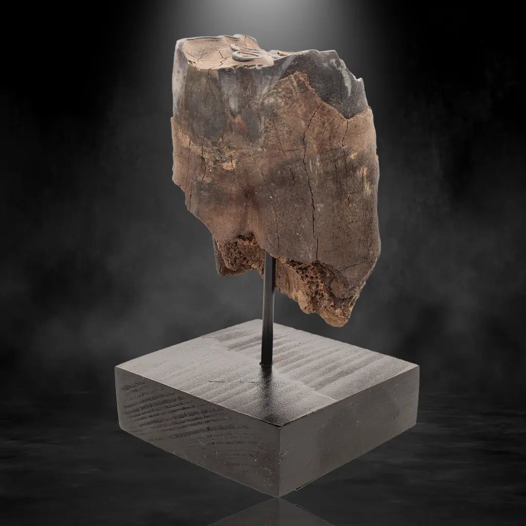 Buy your Woolly Rhino Tooth: Ancient "Smiley Face" Treasure online now or in store at Forever Gems in Franschhoek, South Africa