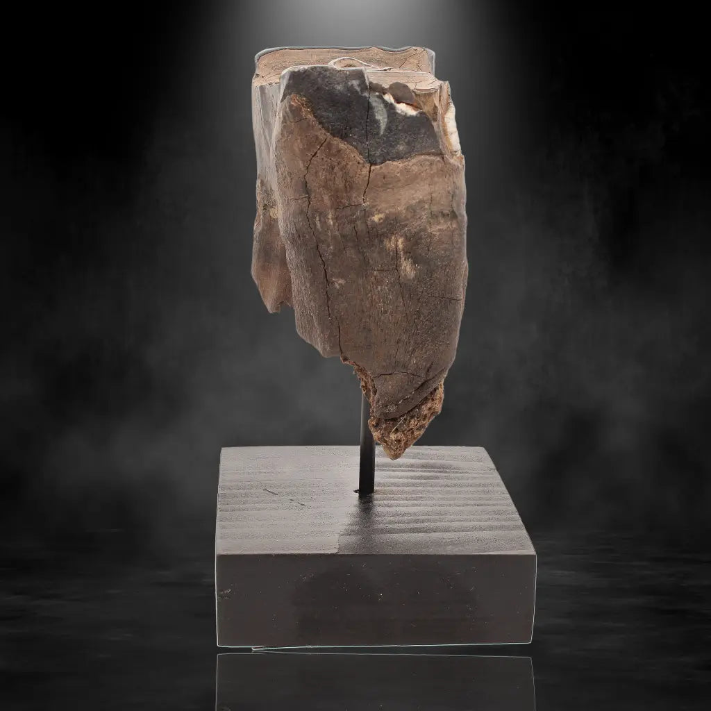 Buy your Woolly Rhino Tooth: Ancient "Smiley Face" Treasure online now or in store at Forever Gems in Franschhoek, South Africa