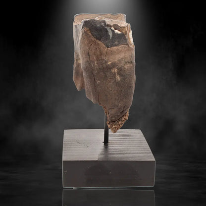 Buy your Woolly Rhino Tooth: Ancient "Smiley Face" Treasure online now or in store at Forever Gems in Franschhoek, South Africa