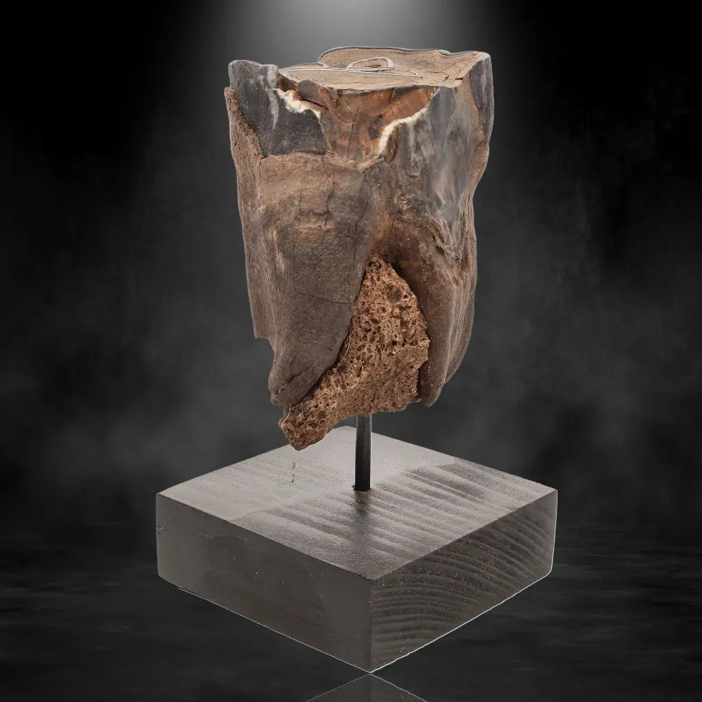 Buy your Woolly Rhino Tooth: Ancient "Smiley Face" Treasure online now or in store at Forever Gems in Franschhoek, South Africa