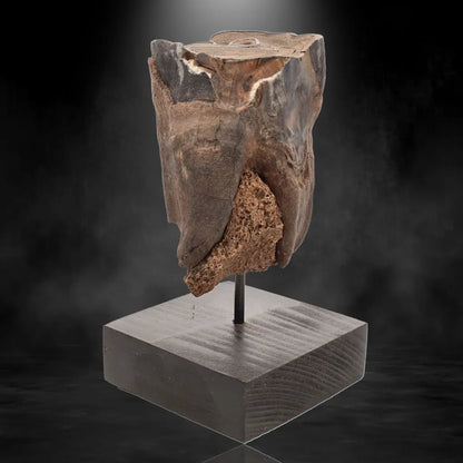 Buy your Woolly Rhino Tooth: Ancient "Smiley Face" Treasure online now or in store at Forever Gems in Franschhoek, South Africa