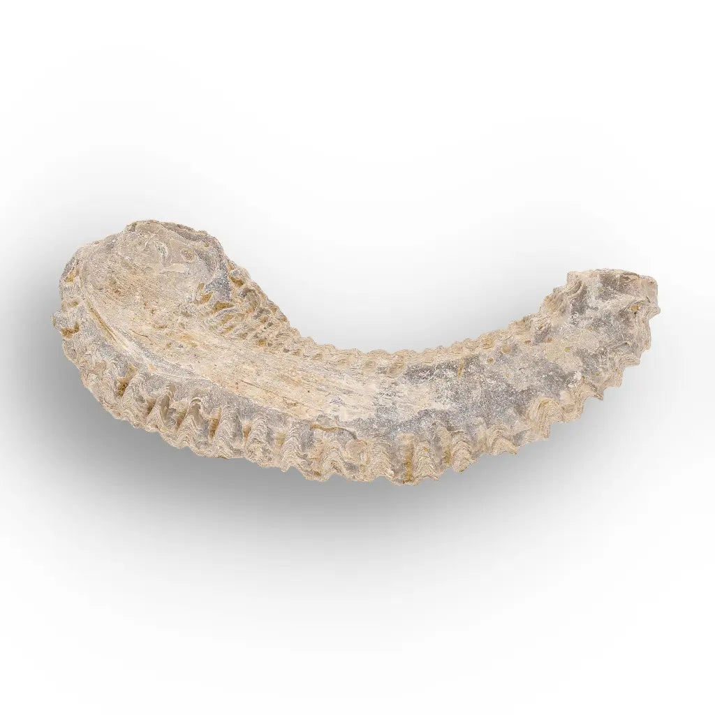 Get your Rastellum Carinatum Oyster Fossil Authentic Madagascar Specimen Rare online now or in store at Forever Gems in Franschhoek, South Africa