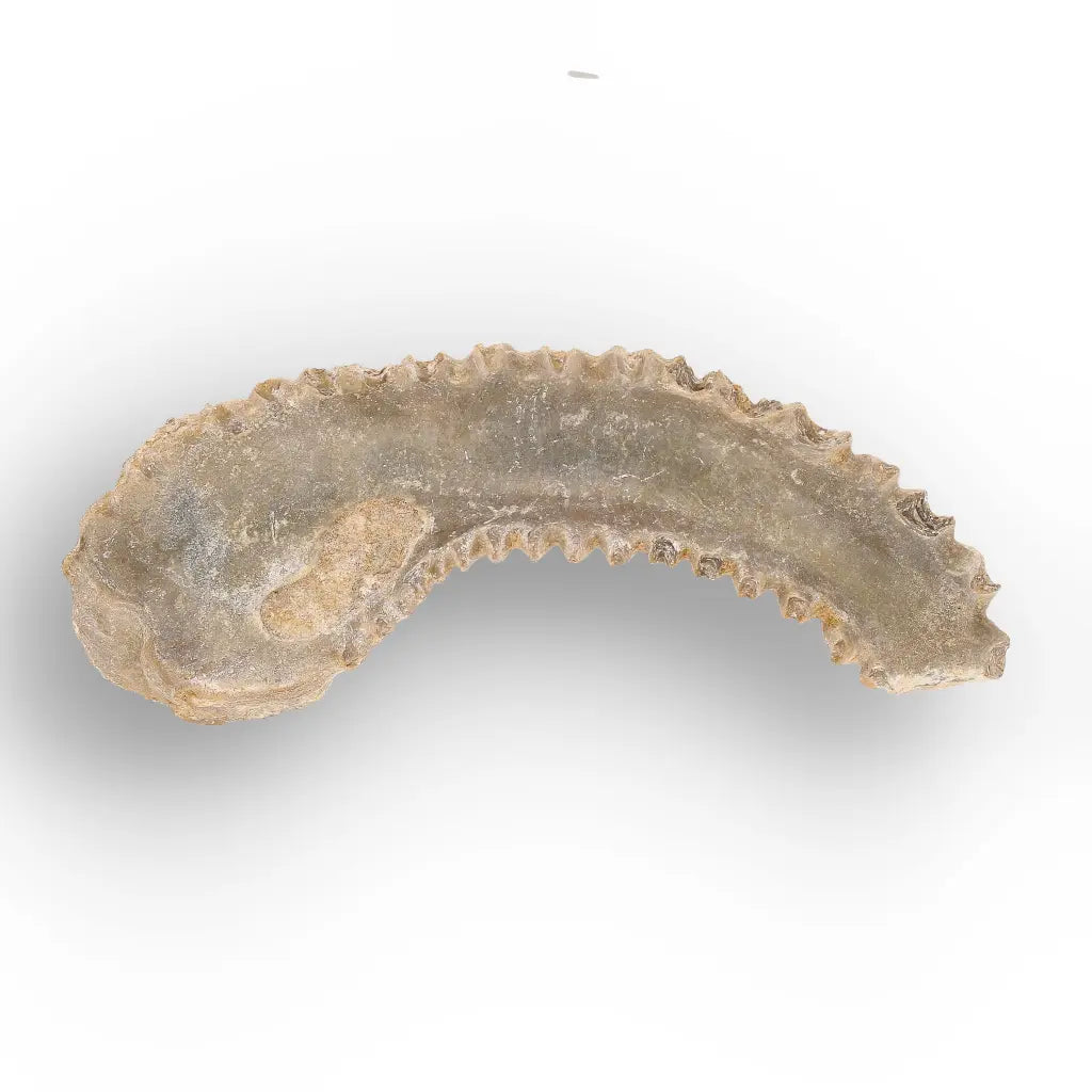 Get your Rastellum Carinatum Oyster Fossil Authentic Madagascar Specimen Rare online now or in store at Forever Gems in Franschhoek, South Africa