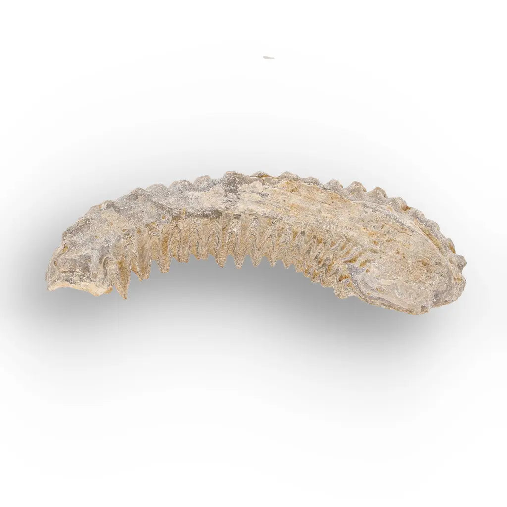 Get your Rastellum Carinatum Oyster Fossil Authentic Madagascar Specimen Rare online now or in store at Forever Gems in Franschhoek, South Africa