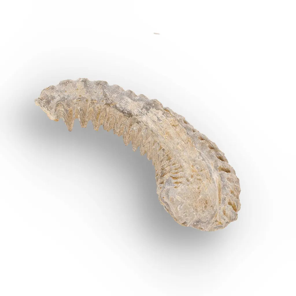 Get your Rastellum Carinatum Oyster Fossil Authentic Madagascar Specimen Rare online now or in store at Forever Gems in Franschhoek, South Africa