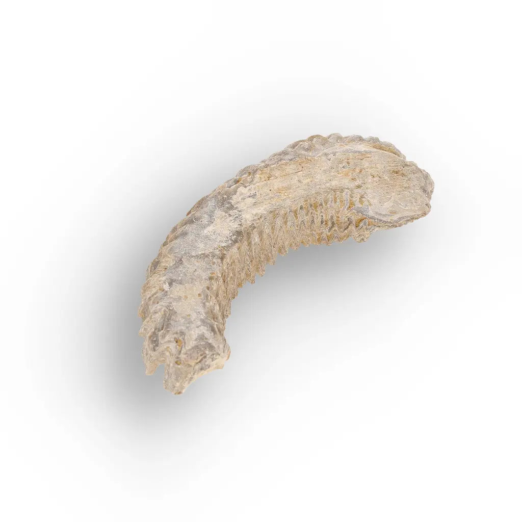 Get your Rastellum Carinatum Oyster Fossil Authentic Madagascar Specimen Rare online now or in store at Forever Gems in Franschhoek, South Africa