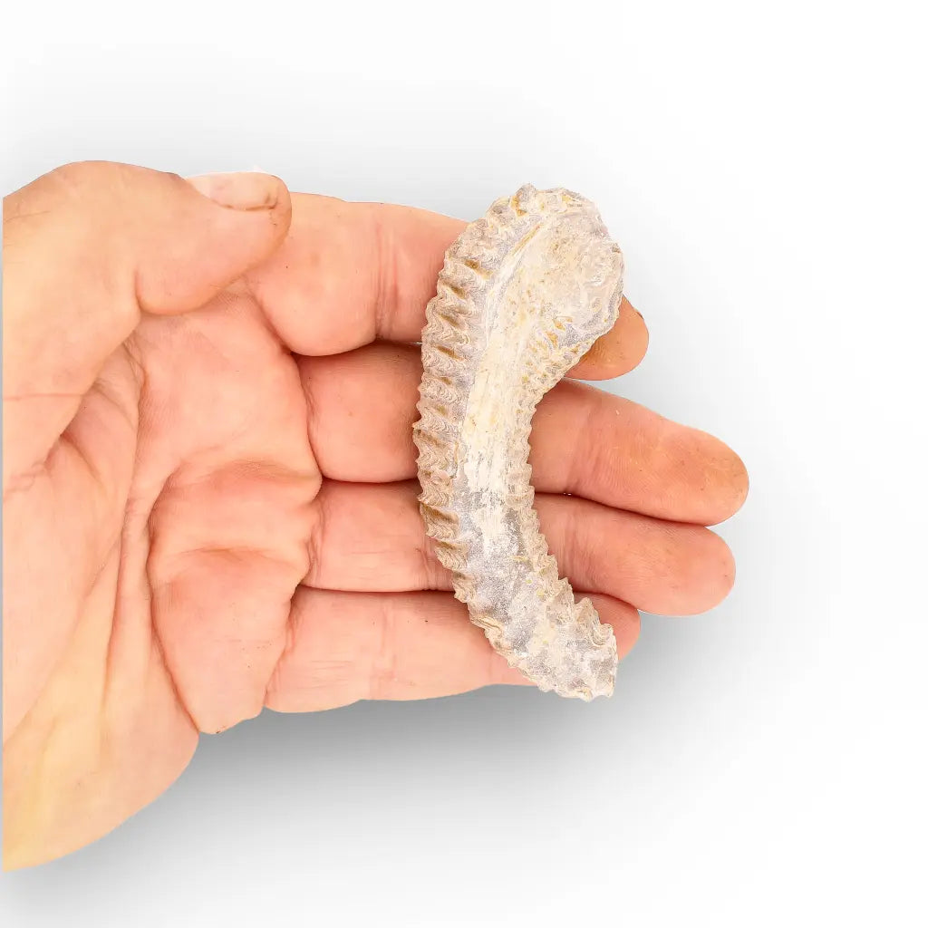 Get your Rastellum Carinatum Oyster Fossil Authentic Madagascar Specimen Rare online now or in store at Forever Gems in Franschhoek, South Africa