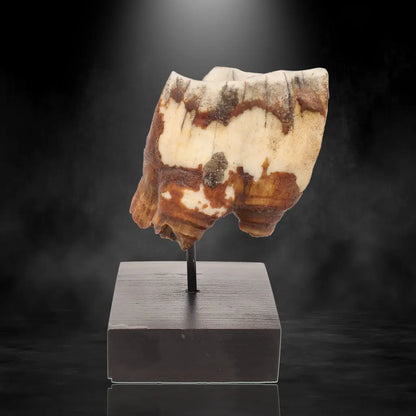 Buy your Woolly Rhino Tooth: Ice Age Relic online now or in store at Forever Gems in Franschhoek, South Africa