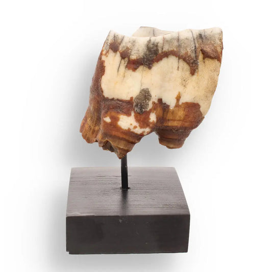 Buy your Woolly Rhino Tooth: Ice Age Relic online now or in store at Forever Gems in Franschhoek, South Africa