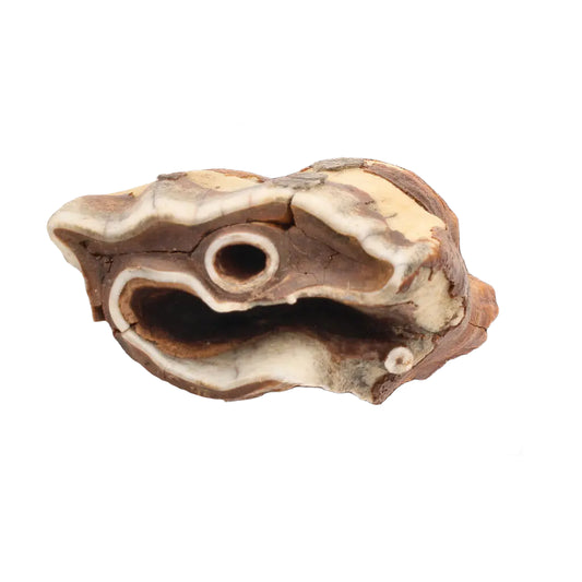Buy your Woolly Rhino Tooth: Ice Age Relic online now or in store at Forever Gems in Franschhoek, South Africa