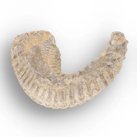 Get your Rastellum Carinatum Oyster Fossil from Jurassic Madagascar online now or in store at Forever Gems in Franschhoek, South Africa