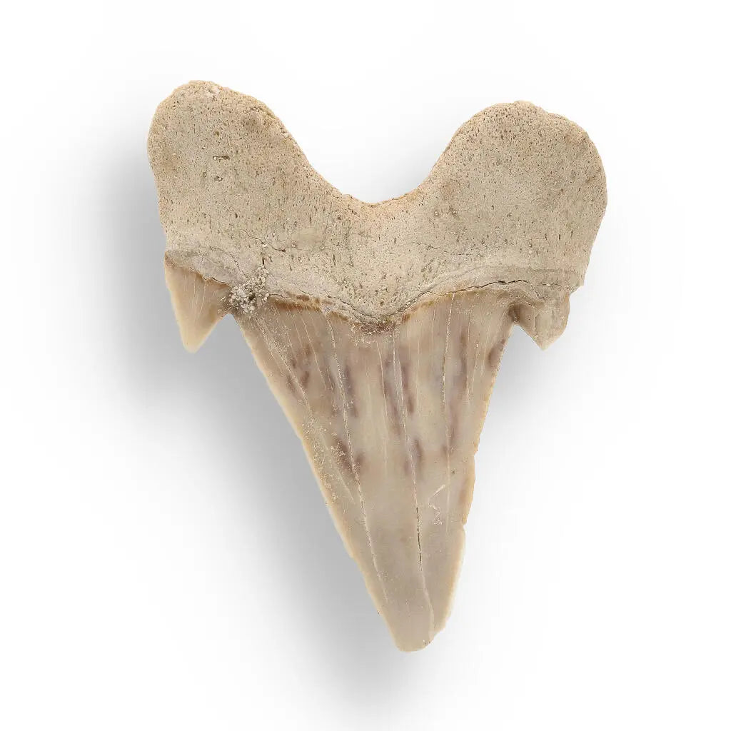 Buy your Prehistoric Shark Power Preserved Perfectly online now or in store at Forever Gems in Franschhoek, South Africa