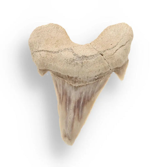 Buy your Prehistoric Shark Power Preserved Perfectly online now or in store at Forever Gems in Franschhoek, South Africa