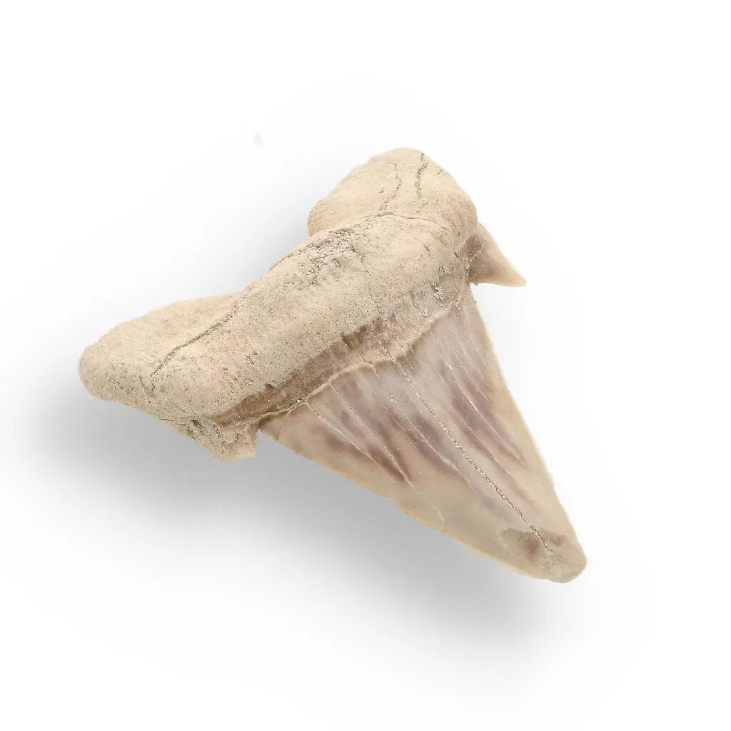 Buy your Prehistoric Shark Power Preserved Perfectly online now or in store at Forever Gems in Franschhoek, South Africa