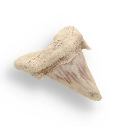 Buy your Prehistoric Shark Power Preserved Perfectly online now or in store at Forever Gems in Franschhoek, South Africa