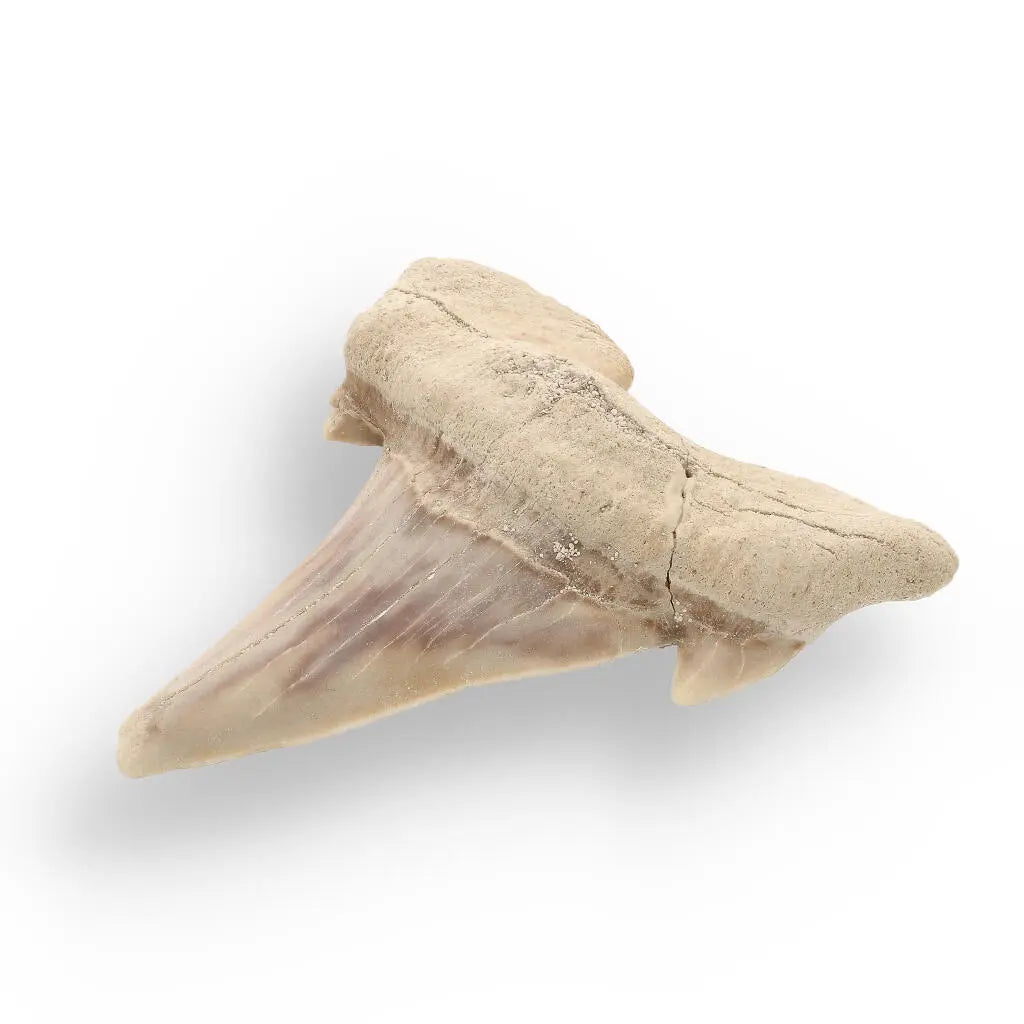 Buy your Prehistoric Shark Power Preserved Perfectly online now or in store at Forever Gems in Franschhoek, South Africa