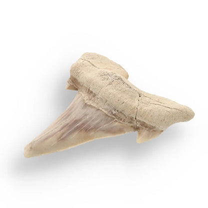 Buy your Prehistoric Shark Power Preserved Perfectly online now or in store at Forever Gems in Franschhoek, South Africa