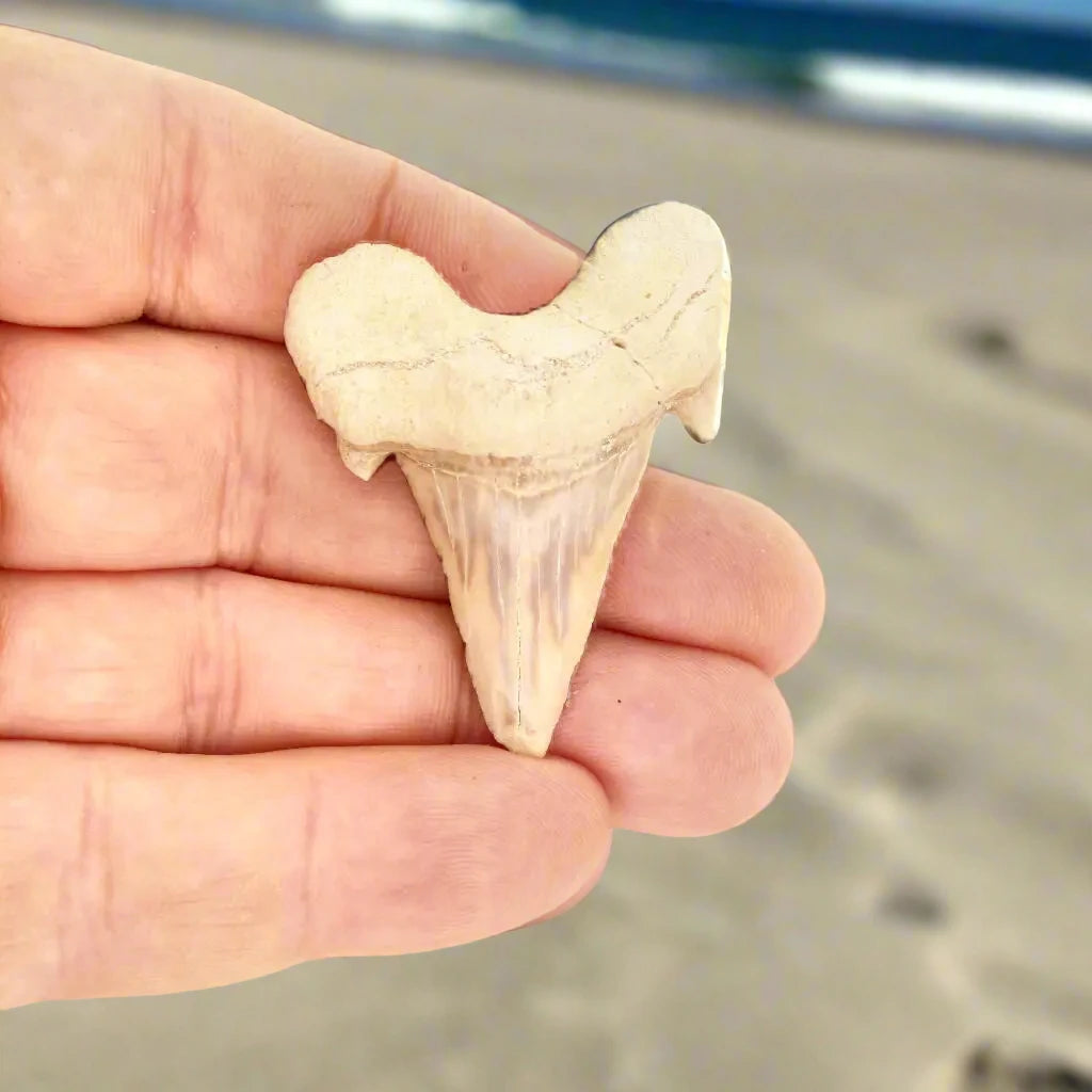 Buy your Prehistoric Shark Power Preserved Perfectly online now or in store at Forever Gems in Franschhoek, South Africa