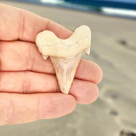 Buy your Prehistoric Shark Power Preserved Perfectly online now or in store at Forever Gems in Franschhoek, South Africa