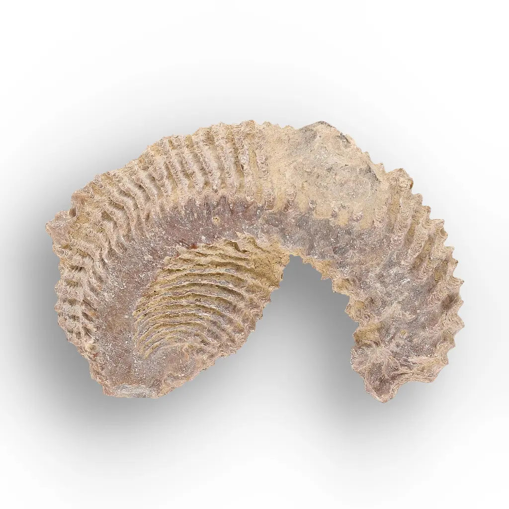 Get your Rastellum Carinatum Oyster Fossil – Prehistoric Shell online now or in store at Forever Gems in Franschhoek, South Africa