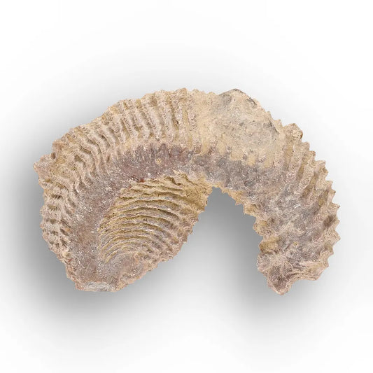 Get your Rastellum Carinatum Oyster Fossil – Prehistoric Shell online now or in store at Forever Gems in Franschhoek, South Africa