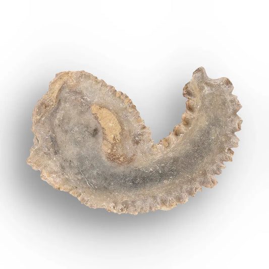 Get your Rastellum Carinatum Oyster Fossil – Prehistoric Shell online now or in store at Forever Gems in Franschhoek, South Africa
