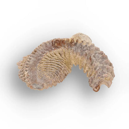 Get your Rastellum Carinatum Oyster Fossil – Prehistoric Shell online now or in store at Forever Gems in Franschhoek, South Africa