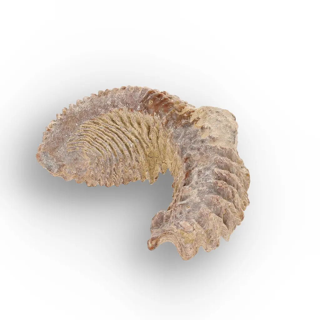 Get your Rastellum Carinatum Oyster Fossil – Prehistoric Shell online now or in store at Forever Gems in Franschhoek, South Africa