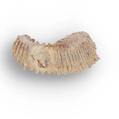 Get your Rastellum Carinatum Oyster Fossil – Prehistoric Shell online now or in store at Forever Gems in Franschhoek, South Africa