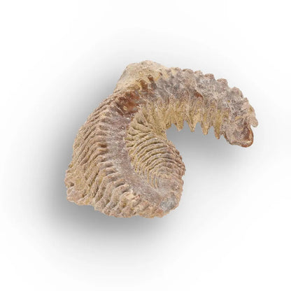 Get your Rastellum Carinatum Oyster Fossil – Prehistoric Shell online now or in store at Forever Gems in Franschhoek, South Africa