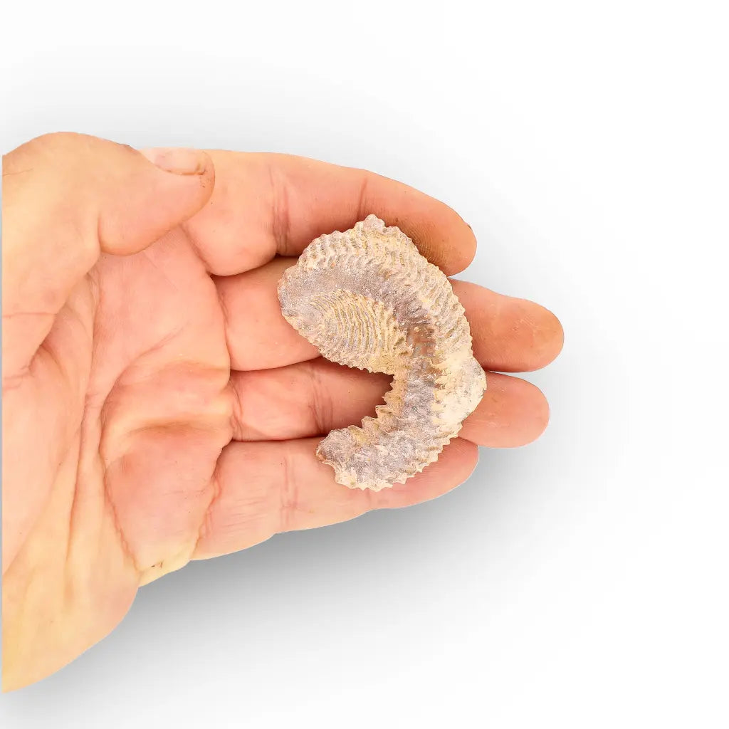 Get your Rastellum Carinatum Oyster Fossil – Prehistoric Shell online now or in store at Forever Gems in Franschhoek, South Africa