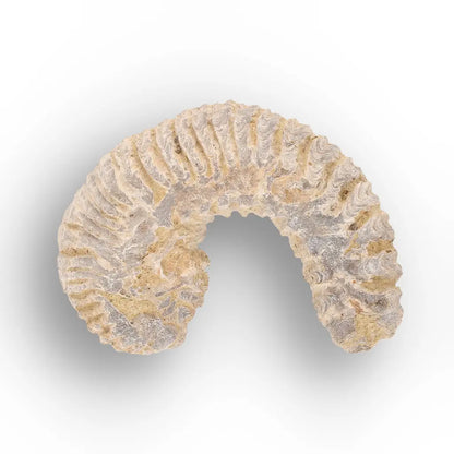 Get your Rastellum Carinatum Oyster Age of Dinosaurs Marine Fossil Madagascar online now or in store at Forever Gems in Franschhoek, South Africa