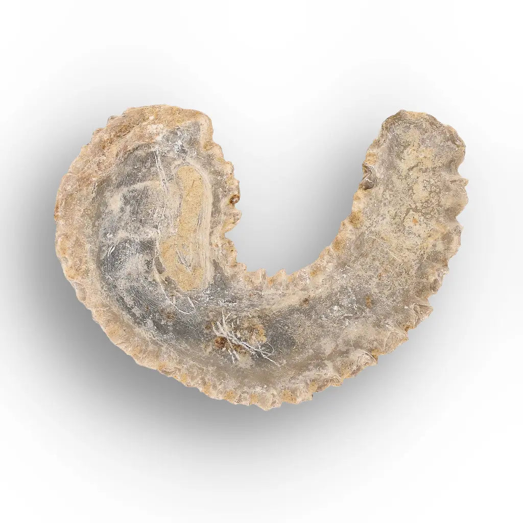 Get your Rastellum Carinatum Oyster Age of Dinosaurs Marine Fossil Madagascar online now or in store at Forever Gems in Franschhoek, South Africa