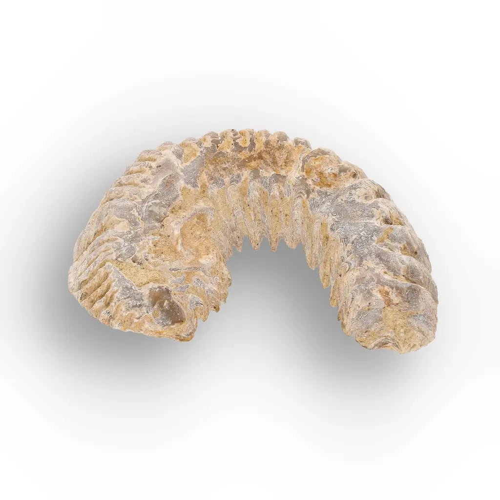 Get your Rastellum Carinatum Oyster Age of Dinosaurs Marine Fossil Madagascar online now or in store at Forever Gems in Franschhoek, South Africa