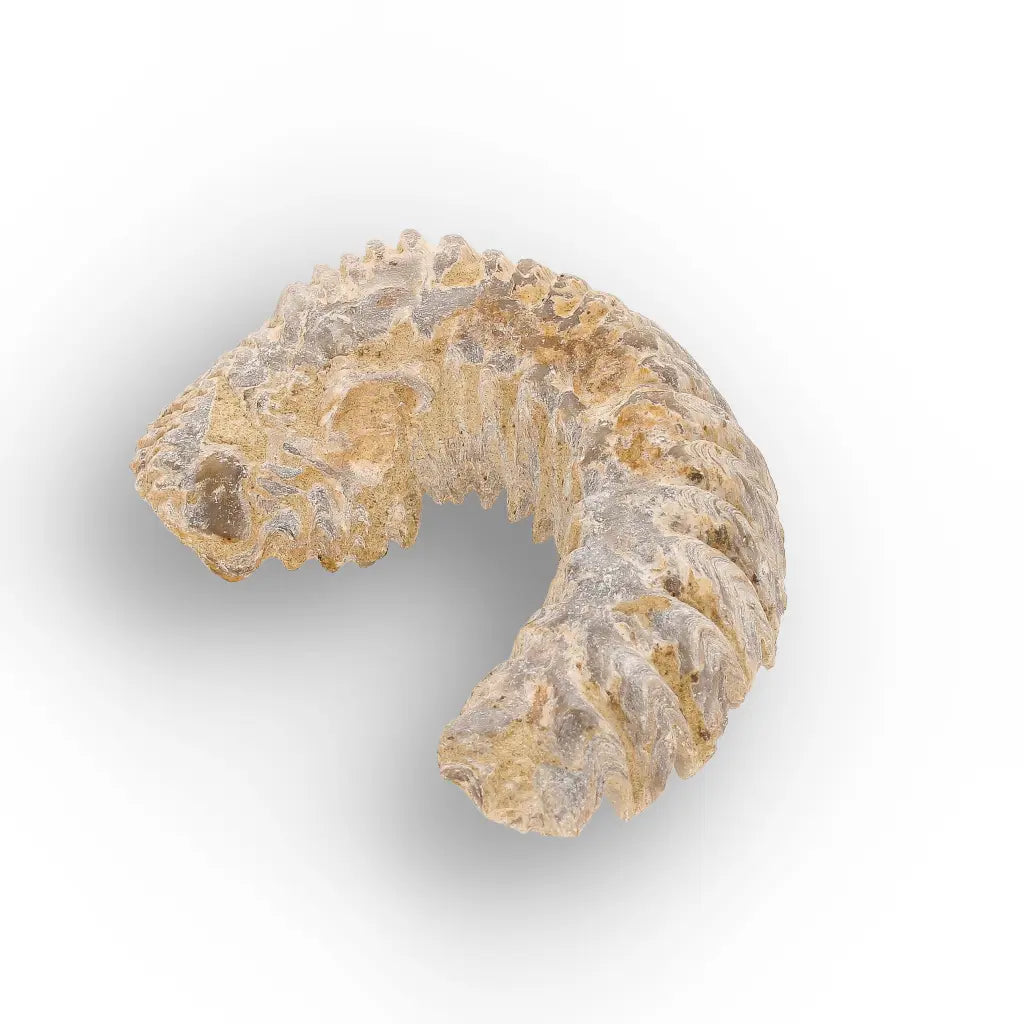 Get your Rastellum Carinatum Oyster Age of Dinosaurs Marine Fossil Madagascar online now or in store at Forever Gems in Franschhoek, South Africa