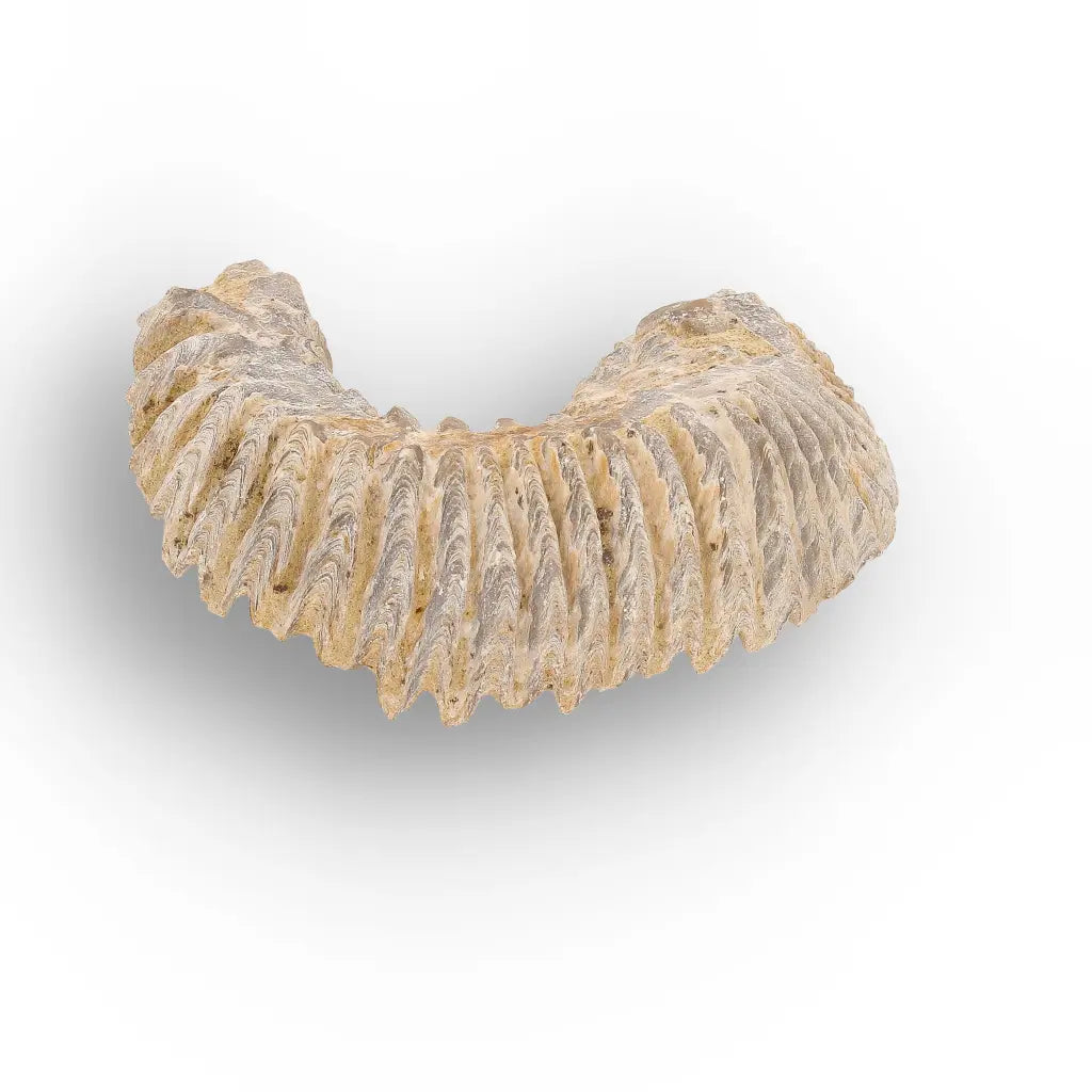 Get your Rastellum Carinatum Oyster Age of Dinosaurs Marine Fossil Madagascar online now or in store at Forever Gems in Franschhoek, South Africa