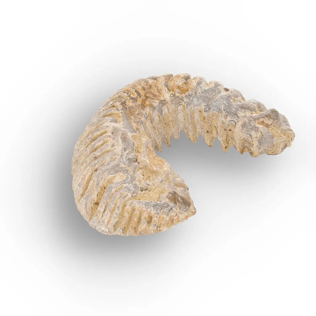 Get your Rastellum Carinatum Oyster Age of Dinosaurs Marine Fossil Madagascar online now or in store at Forever Gems in Franschhoek, South Africa