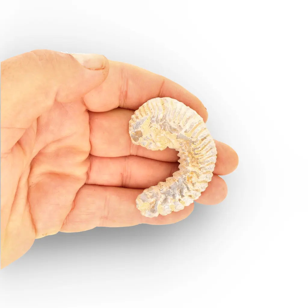 Get your Rastellum Carinatum Oyster Age of Dinosaurs Marine Fossil Madagascar online now or in store at Forever Gems in Franschhoek, South Africa