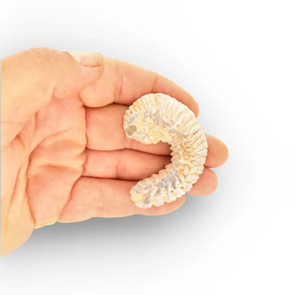 Get your Rastellum Carinatum Oyster Age of Dinosaurs Marine Fossil Madagascar online now or in store at Forever Gems in Franschhoek, South Africa