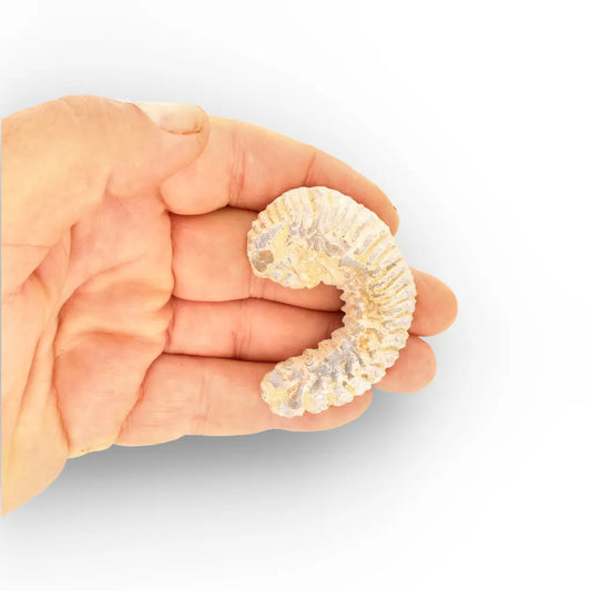 Get your Rastellum Carinatum Oyster Age of Dinosaurs Marine Fossil Madagascar online now or in store at Forever Gems in Franschhoek, South Africa