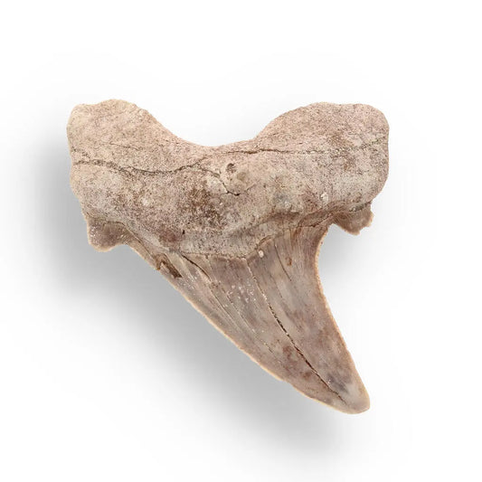 Buy your Shark Tooth Legacy of Oceans online now or in store at Forever Gems in Franschhoek, South Africa